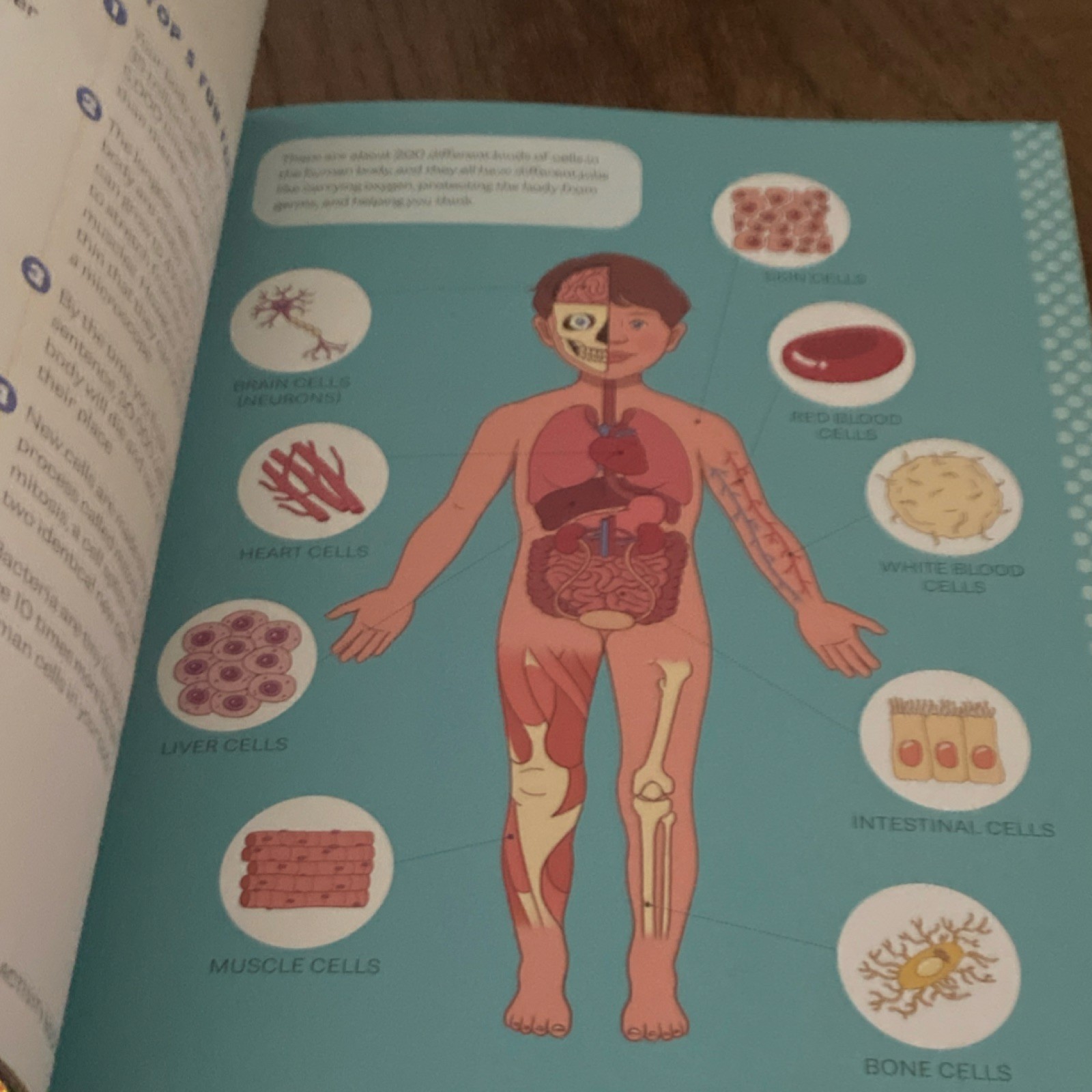 Human Body Activity Book for Kids by Katie Stokes Ages 4-8 Science Biology Mazes