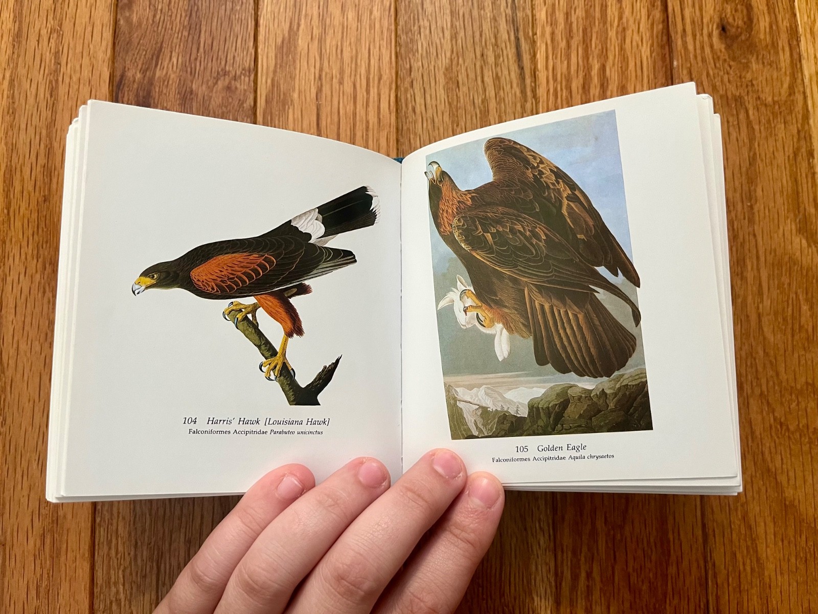 Audubon&rsquo;s Birds of America by Roger & Virginia Peterson (2005 HB) Tiny Folio