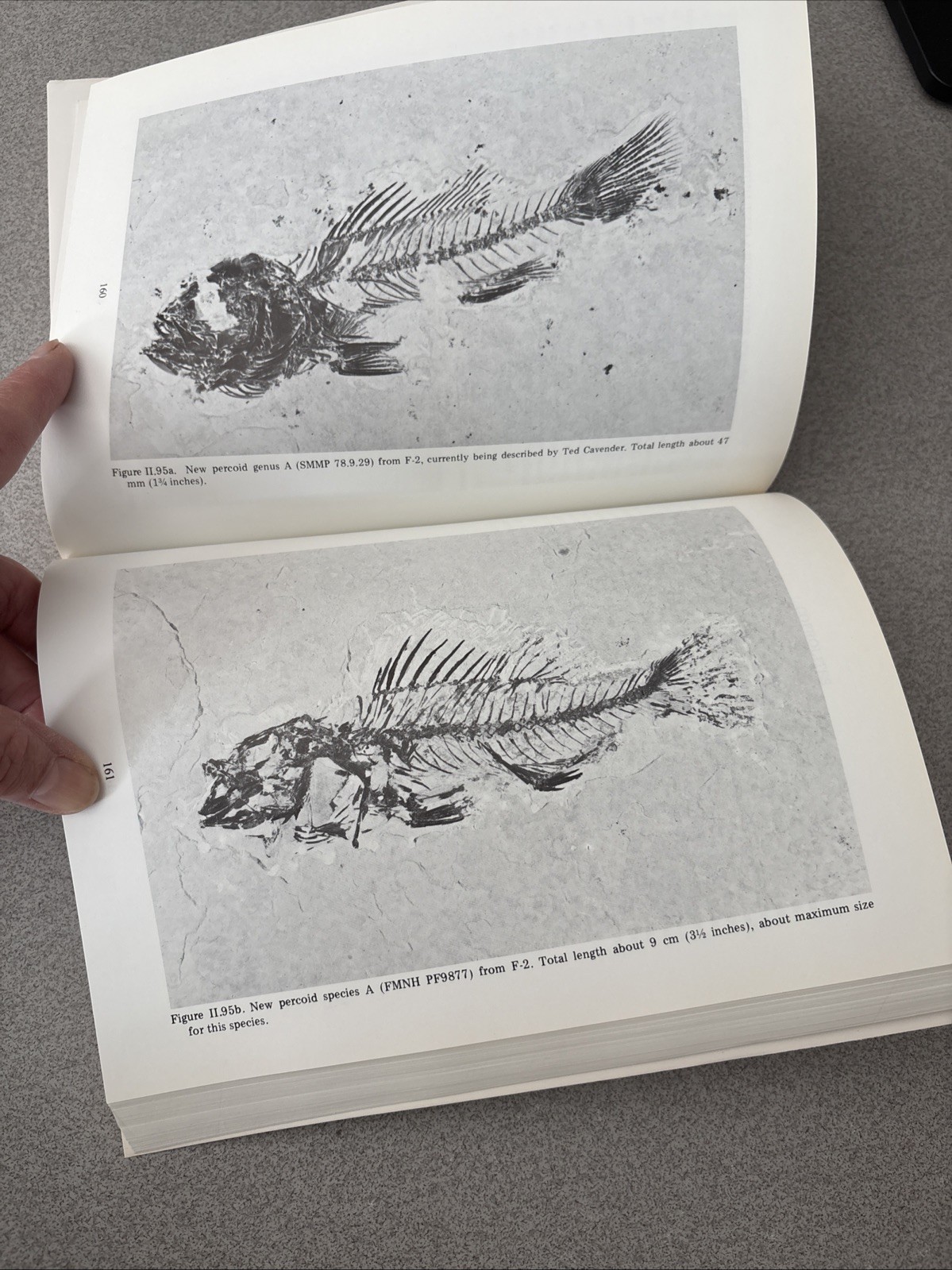 Paleontology of the Green River Formation with Review of the Fish Fauna 2nd Ed