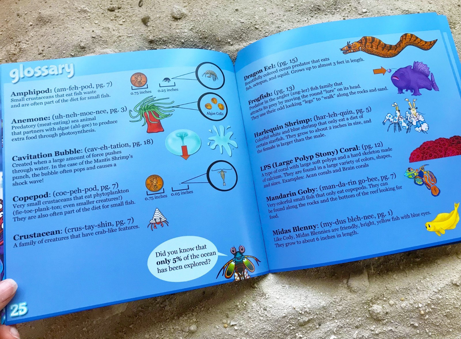 Reef Pals: Wonders of the Reef – NEW – Ocean Sea Coral Reef Kids Children&rsquo;s Book