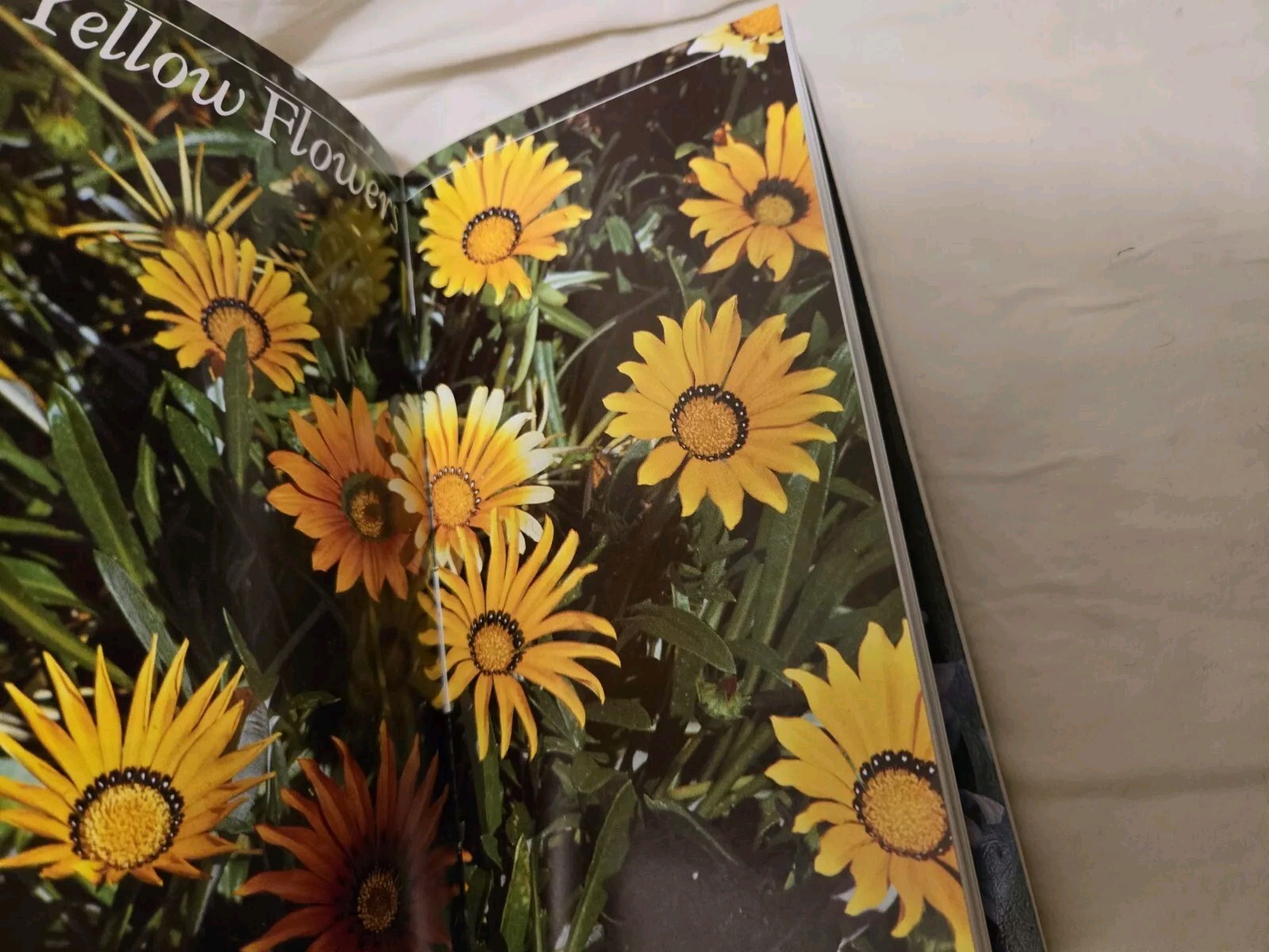 Taylor&rsquo;s Guides to Gardening: Annuals, Bulbs,Perennials First Editions Softcover