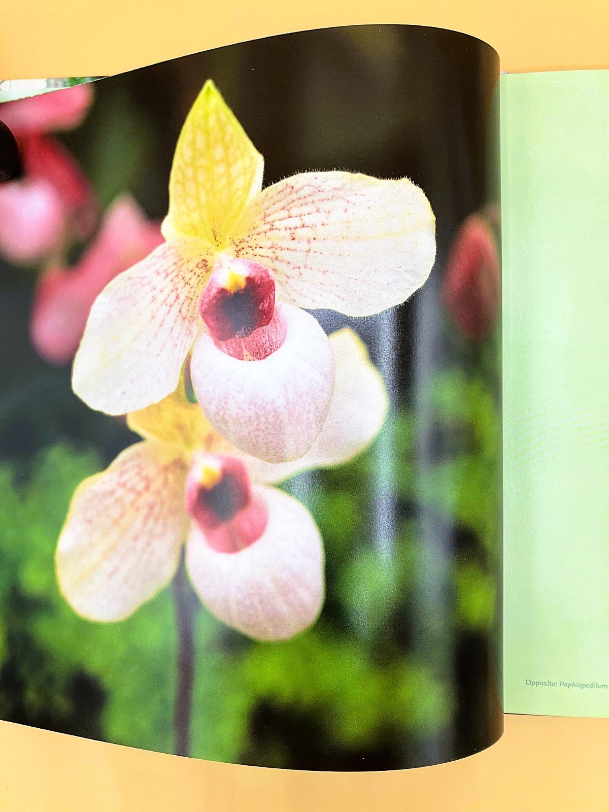 Gardener&rsquo;s Lot of 4 Books, Very Good, The Orchid Show, Etc.