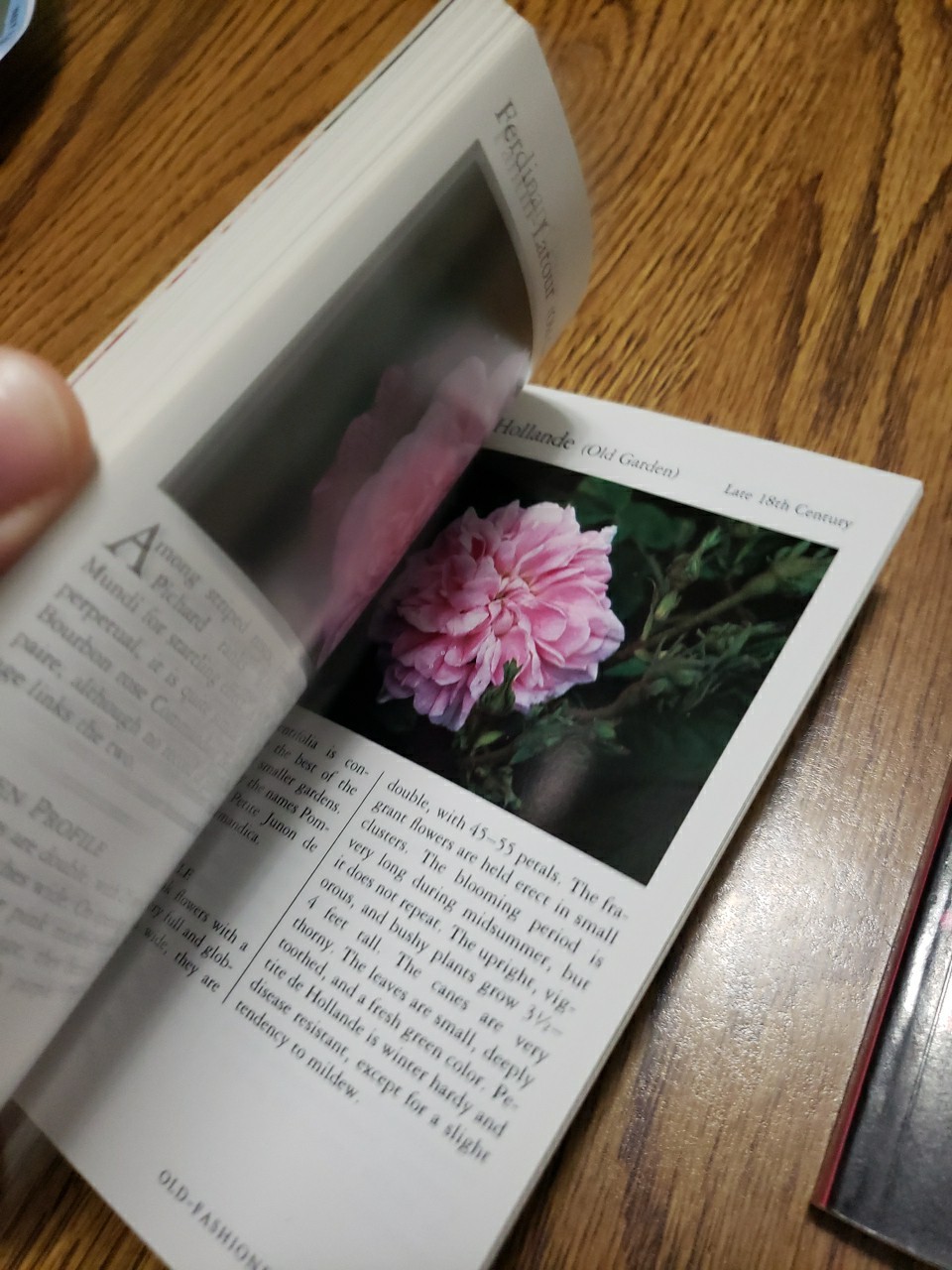 Taylor&rsquo;s Pocket Guides to Old-Fashioned Roses & Bulbs for Summer 1989 Paperbacks