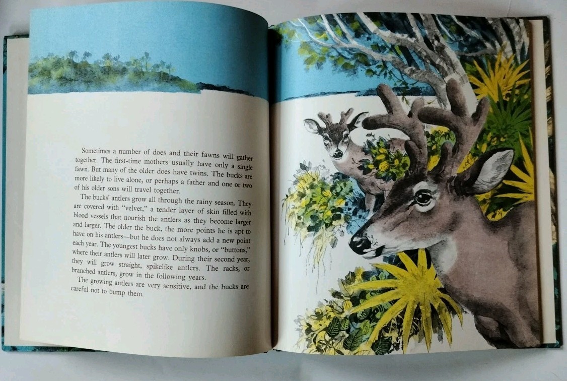 Islands of the Tiny Deer ~ VTG 1972 CHILDREN&rsquo;S BOOK ~ JULIAN MAY