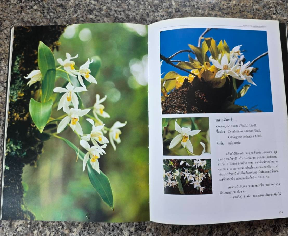 Hardcover book featuring all  » Thai orchids.  » ( Hardcover)