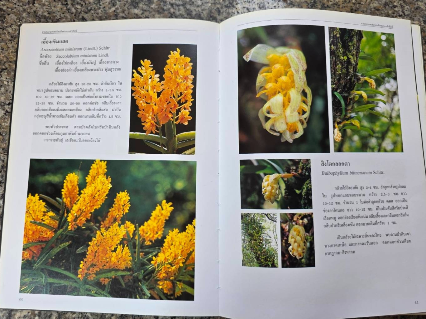 Hardcover book featuring all  » Thai orchids.  » ( Hardcover)