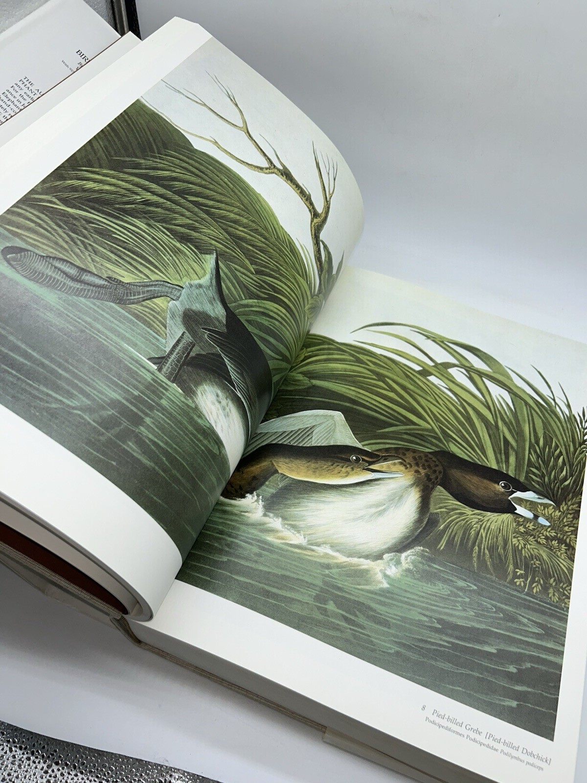 Audubon&rsquo;s Birds of America Peterson Harrison House Audubon Society 435 Pgs 5B