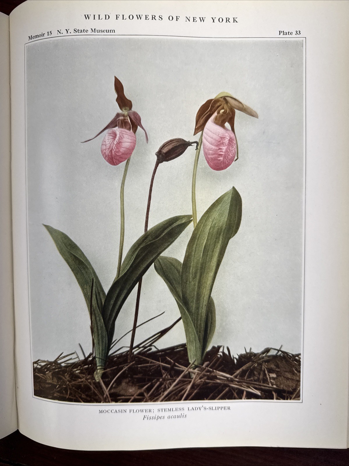 Wildflowers Of New York Part One 1918 Original Edition