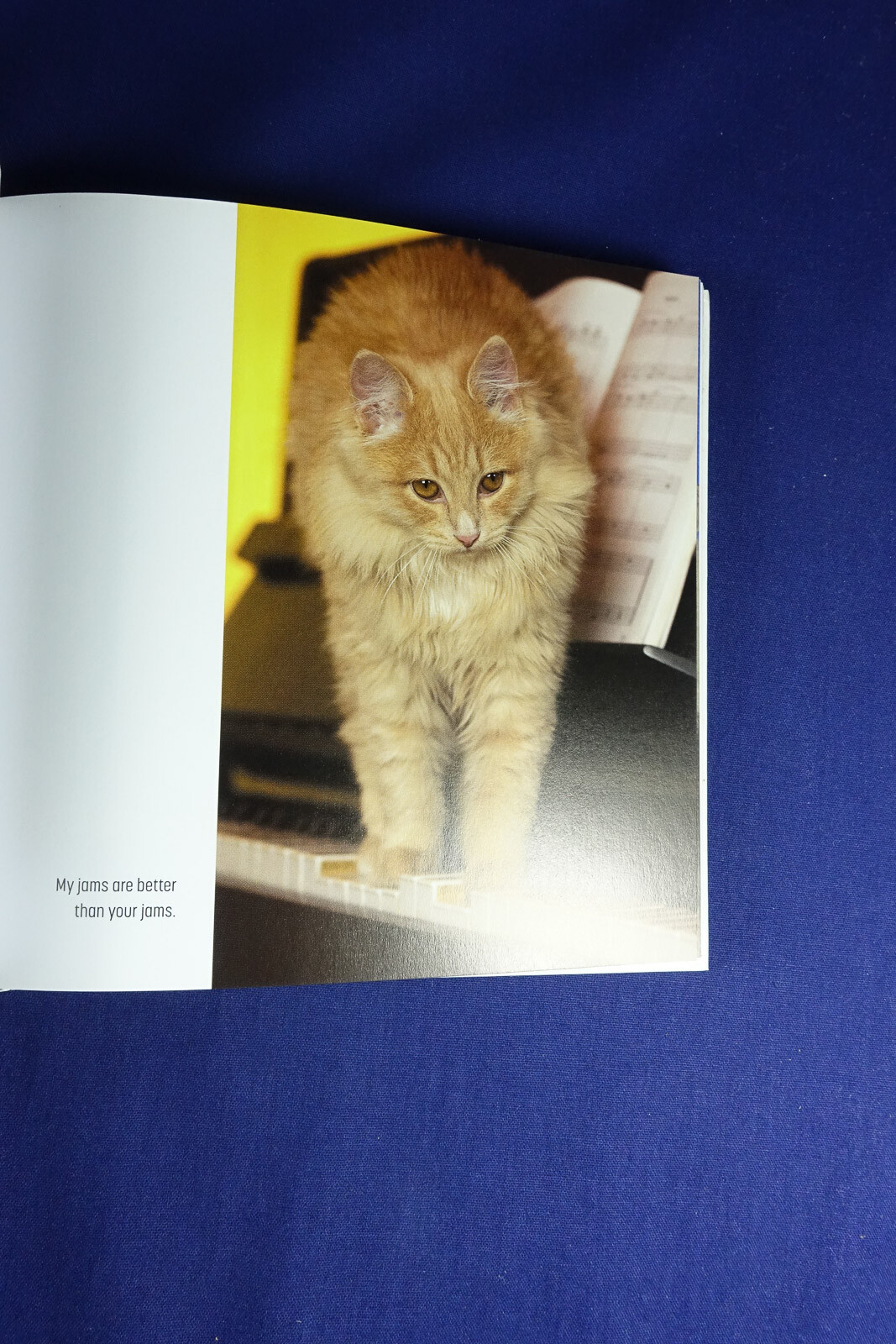 MY CAT IS A DICK Malcolm Katz FUNNY CAT PHOTOS BOOK
