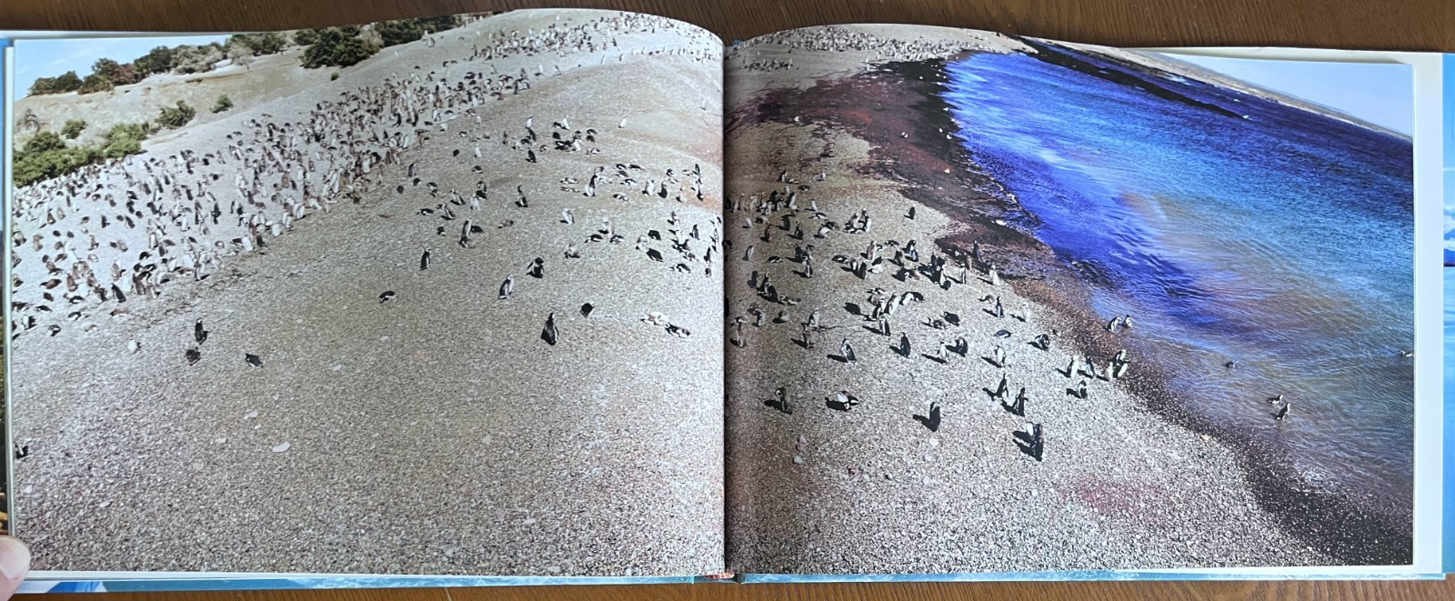 Patagonia Southern Argentina – Panoramic Photography Journey – Natural History