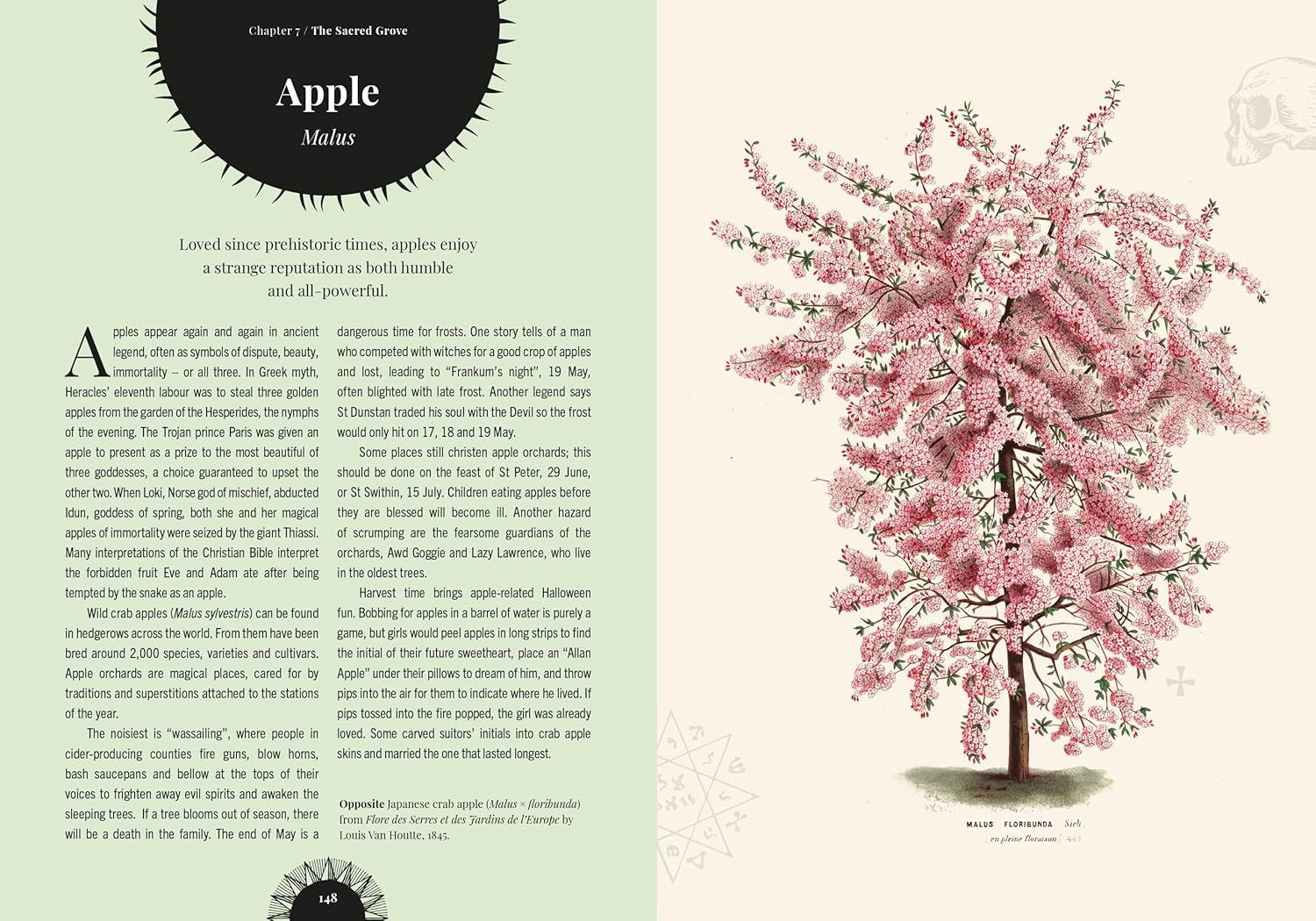Witch&rsquo;s Forest: Trees in magic, folklore and traditional remedies (Royal Botanic