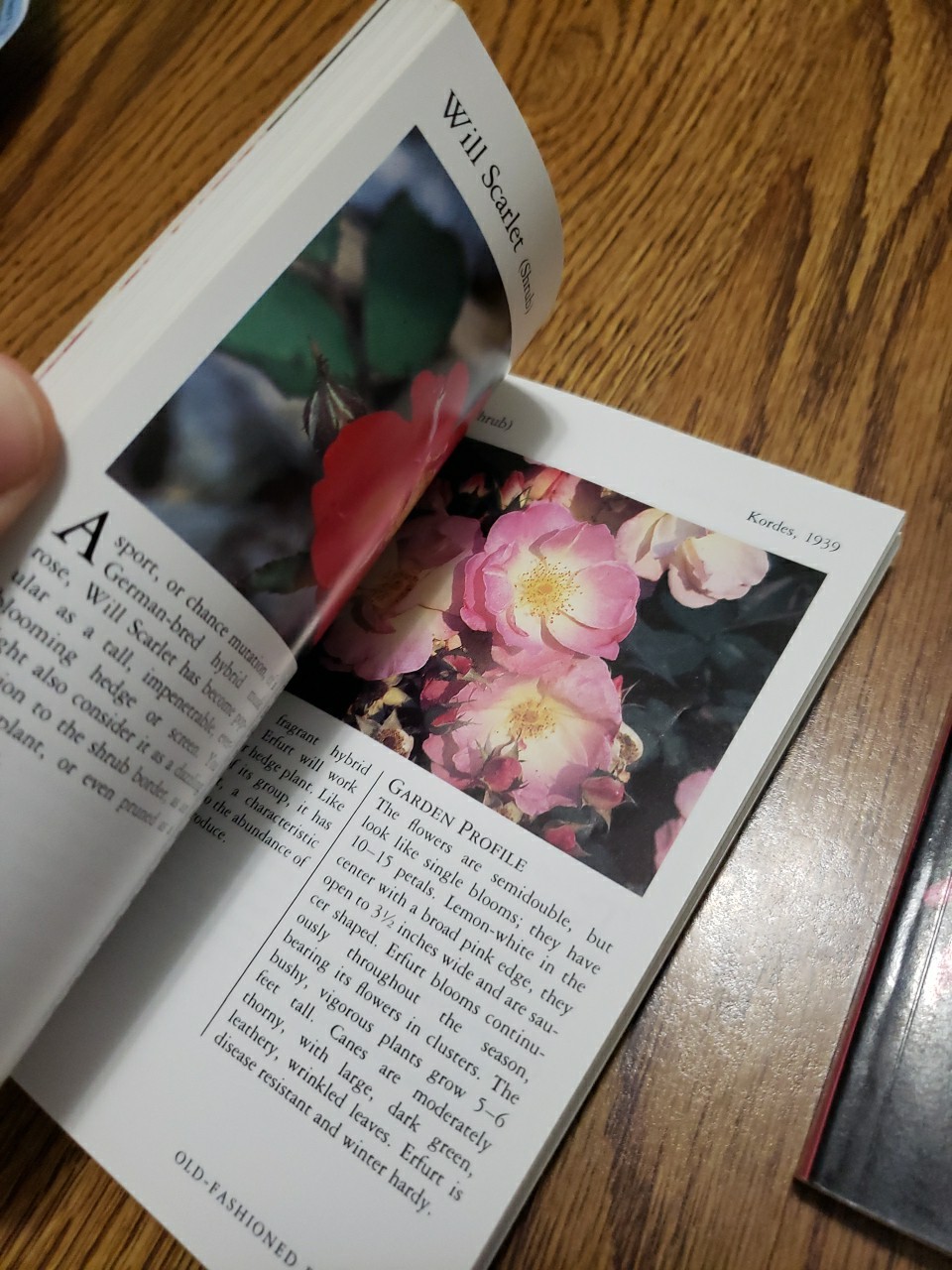 Taylor&rsquo;s Pocket Guides to Old-Fashioned Roses & Bulbs for Summer 1989 Paperbacks