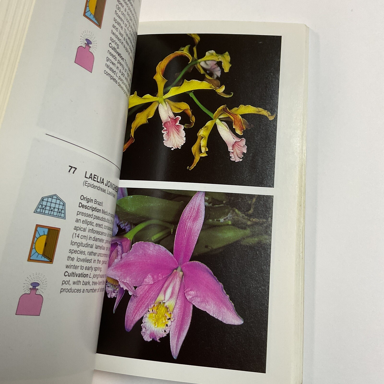 Simon & Schuster&rsquo;s Guide To Orchids Paperback Book Color Photos Flowers Plants