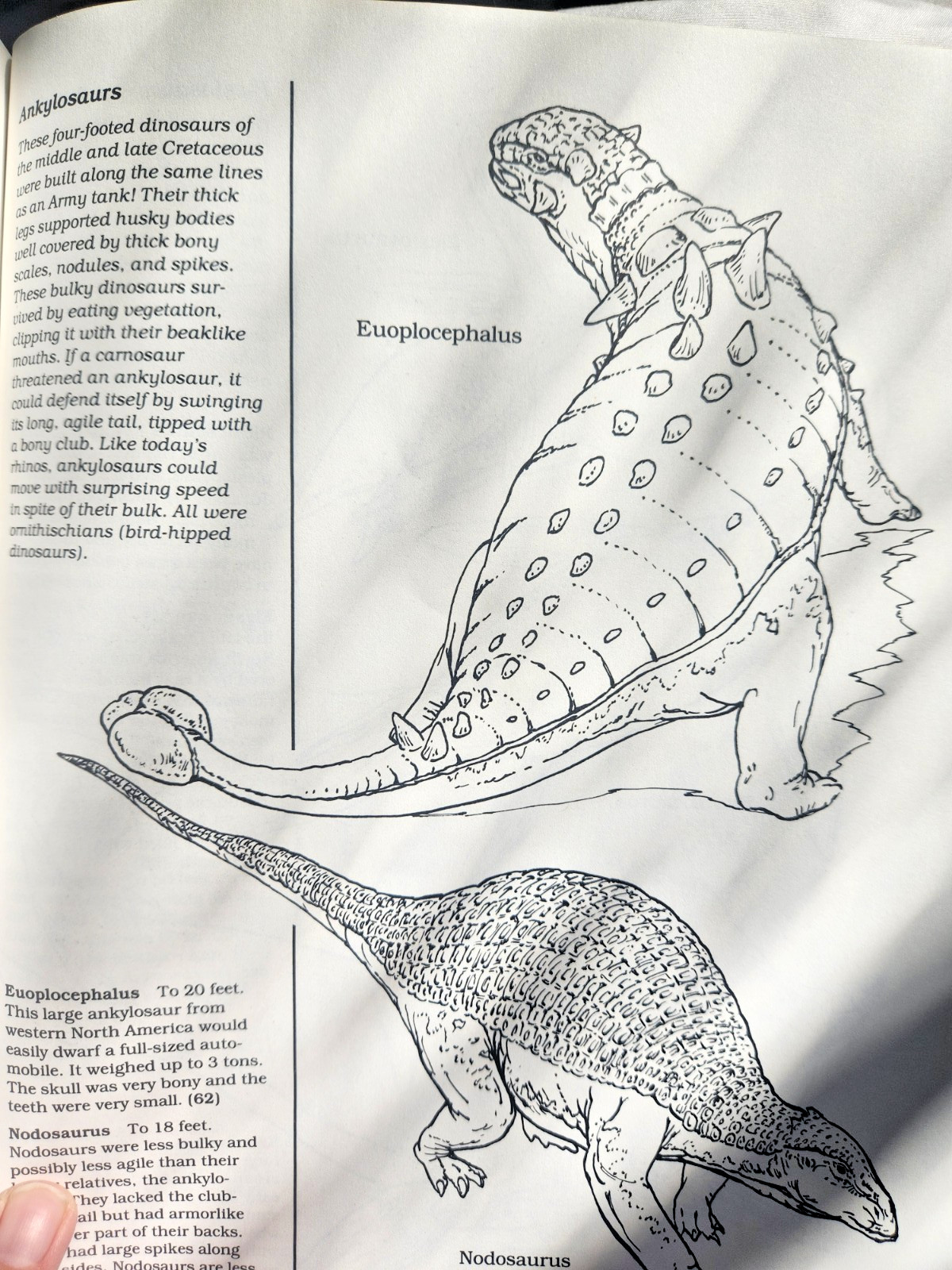 A Field Guide to Dinosaurs Coloring Book – Like New/Unused Vintage 1989 Rare PB
