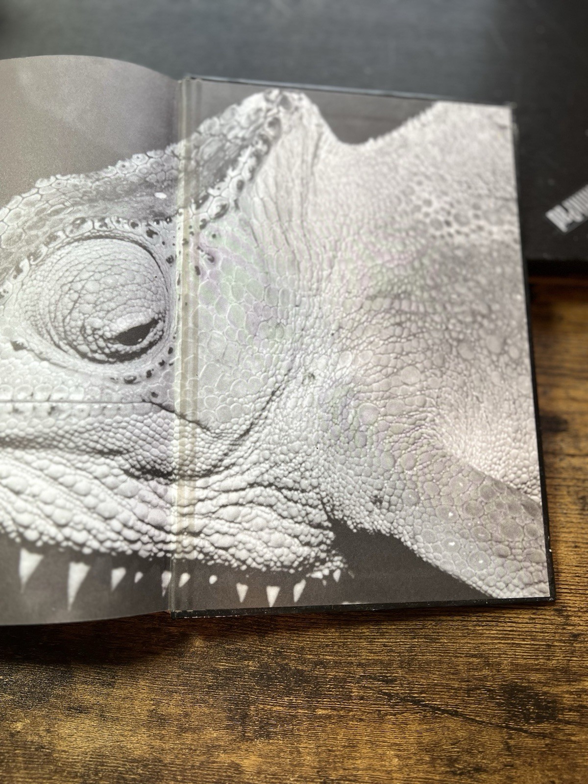 Chameleons : Nature&rsquo;s Hidden Jewels by Petr Necas (Hardcover) First Edition S2