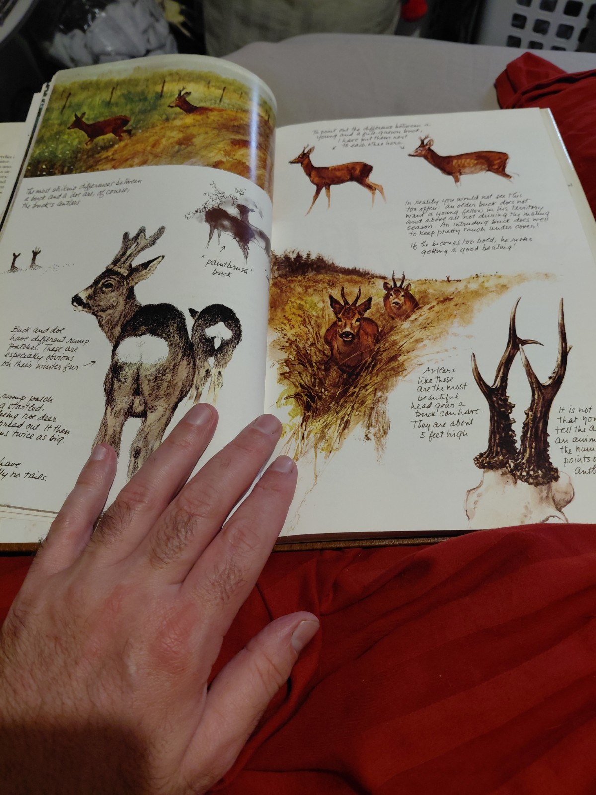 The Living Forest by Rien Poortvliet (1979, Hardcover)