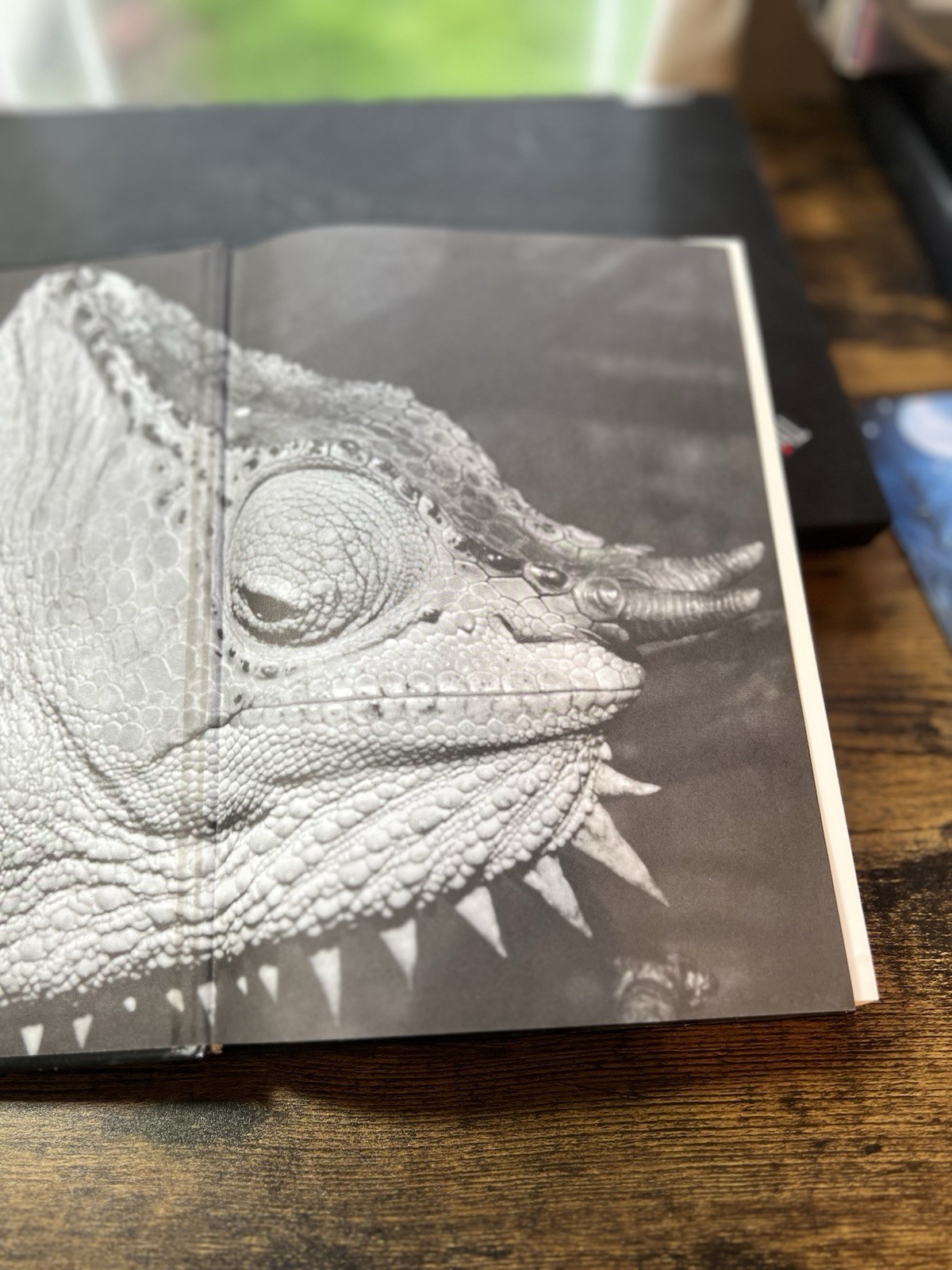 Chameleons : Nature&rsquo;s Hidden Jewels by Petr Necas (Hardcover) First Edition S2