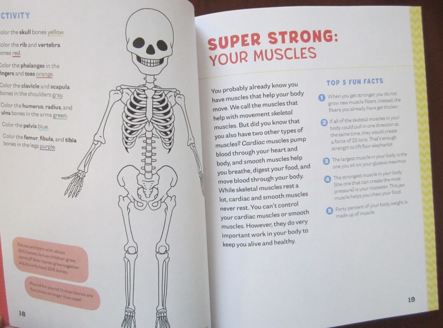 Human Body Activity Book for Kids : Hands-On Fun for Grades K-3 by Katie Stokes