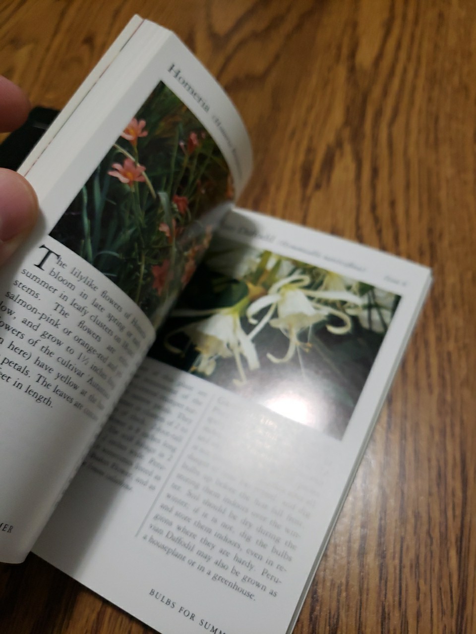 Taylor&rsquo;s Pocket Guides to Old-Fashioned Roses & Bulbs for Summer 1989 Paperbacks