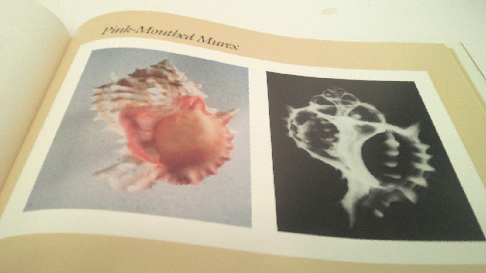 Nature&rsquo;s Art : The Inner and Outer Dimensions of the Shell by William A. Conklin