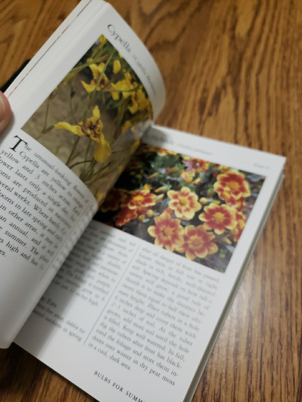 Taylor&rsquo;s Pocket Guides to Old-Fashioned Roses & Bulbs for Summer 1989 Paperbacks