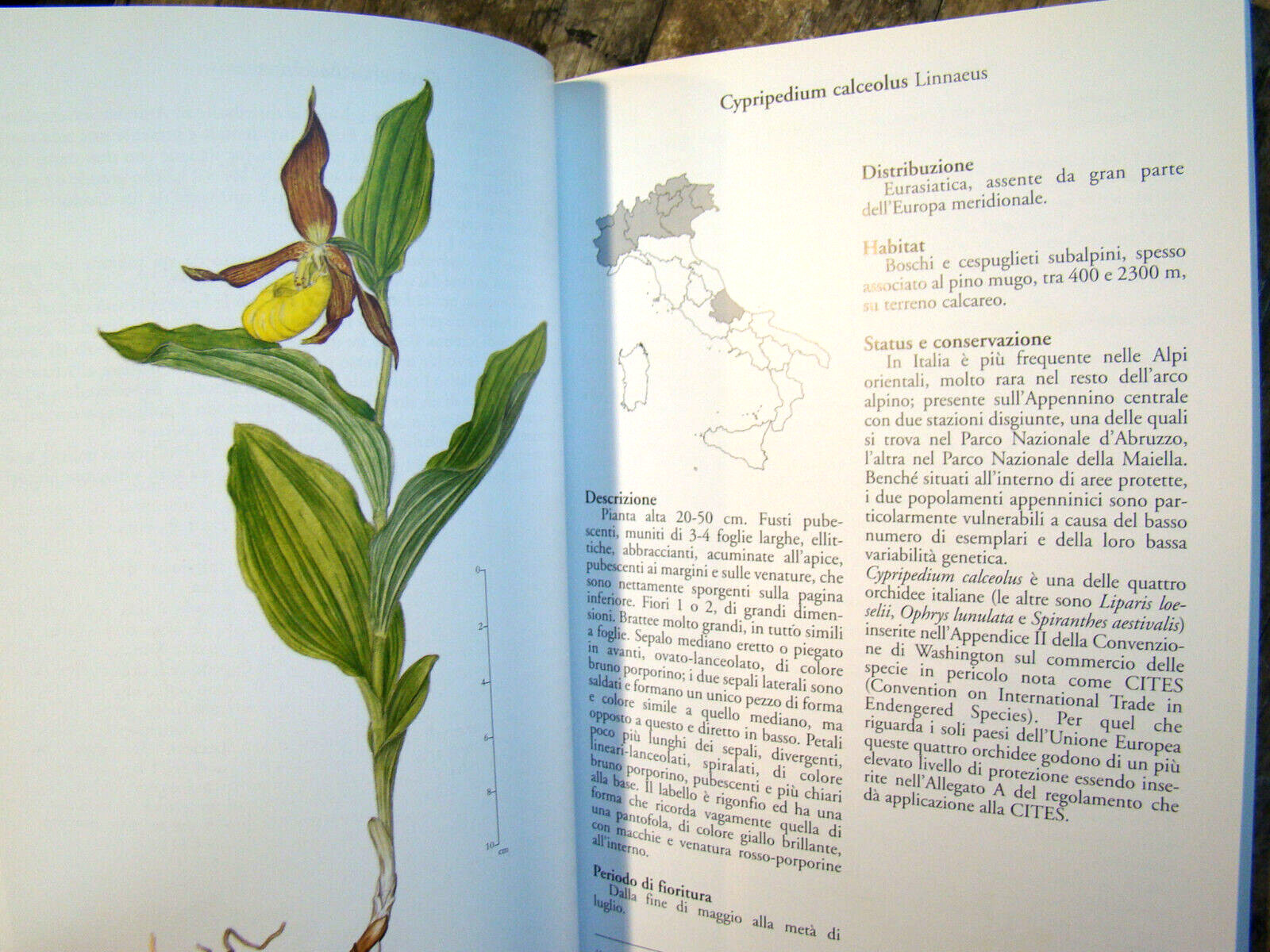 Orchidee d&rsquo;Italia ~2002 PB~ Rossi Floriculture Flowers Orchids of Italy & CD-ROM
