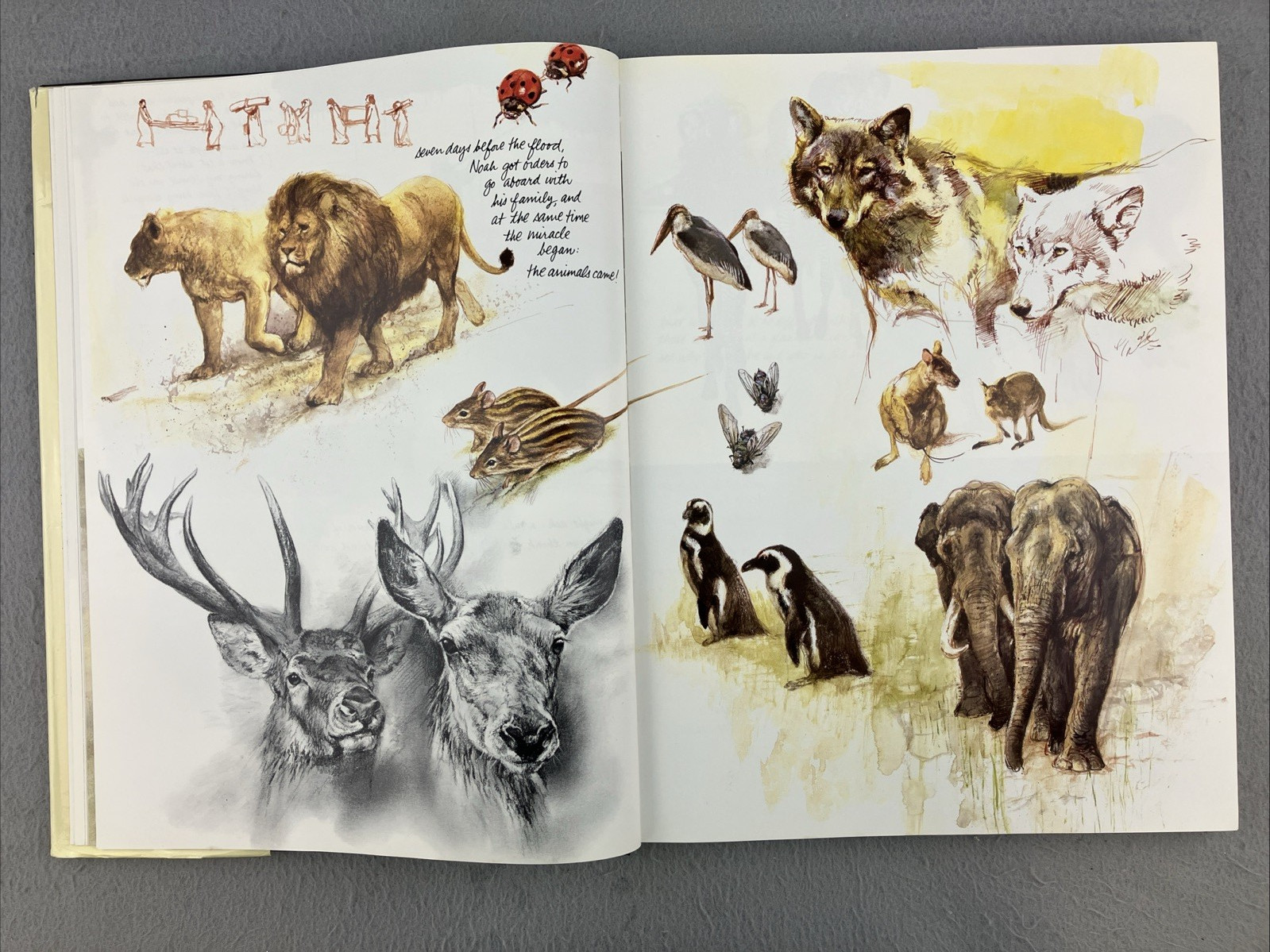 NOAH&rsquo;S ARK English Edition by Rien Poortvliet Illustrated Oversized HC/DJ