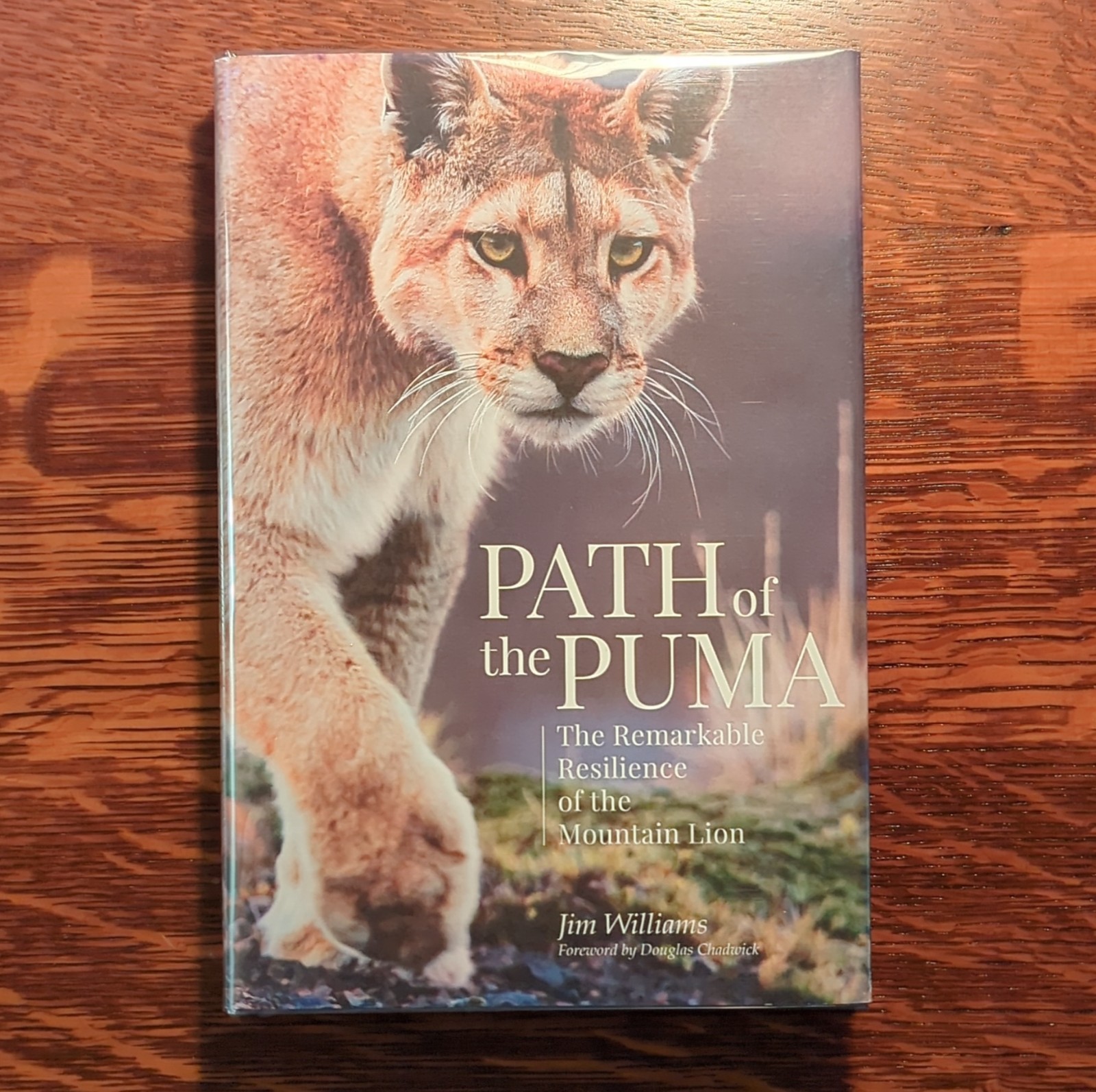 Patagonia Path of the Puma: Mountain Lion Resilience by Jim Williams, Hardcover