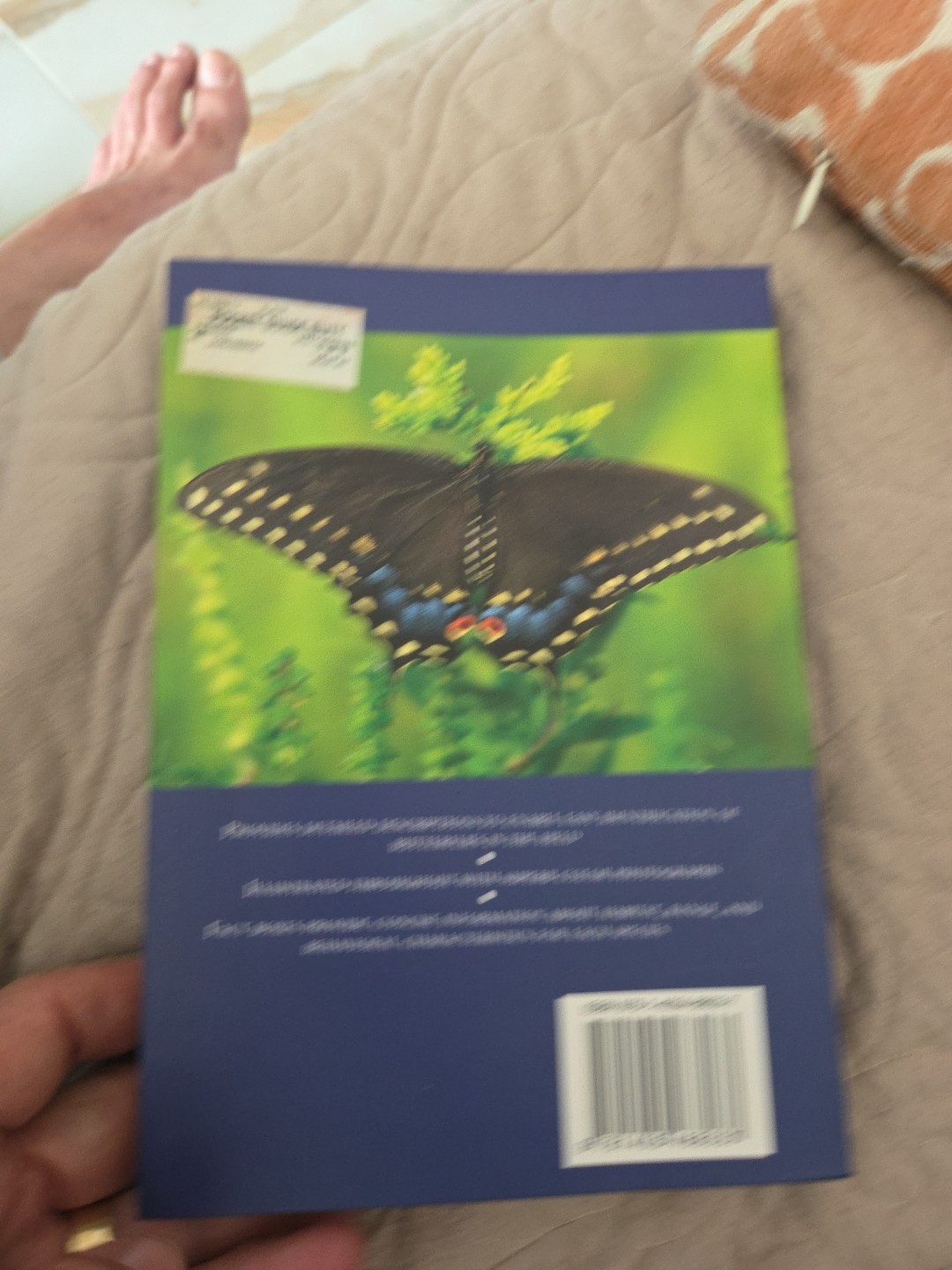 A Pocket Guide To Butterflies & Moths By Balmer