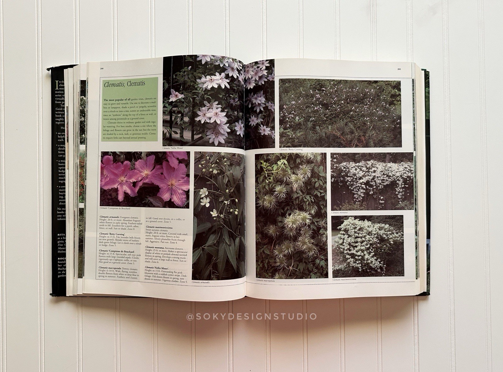 Taylor&rsquo;s Guides Master Guide Gardening Hardcover Houghton Mifflin 1994 Illustra…