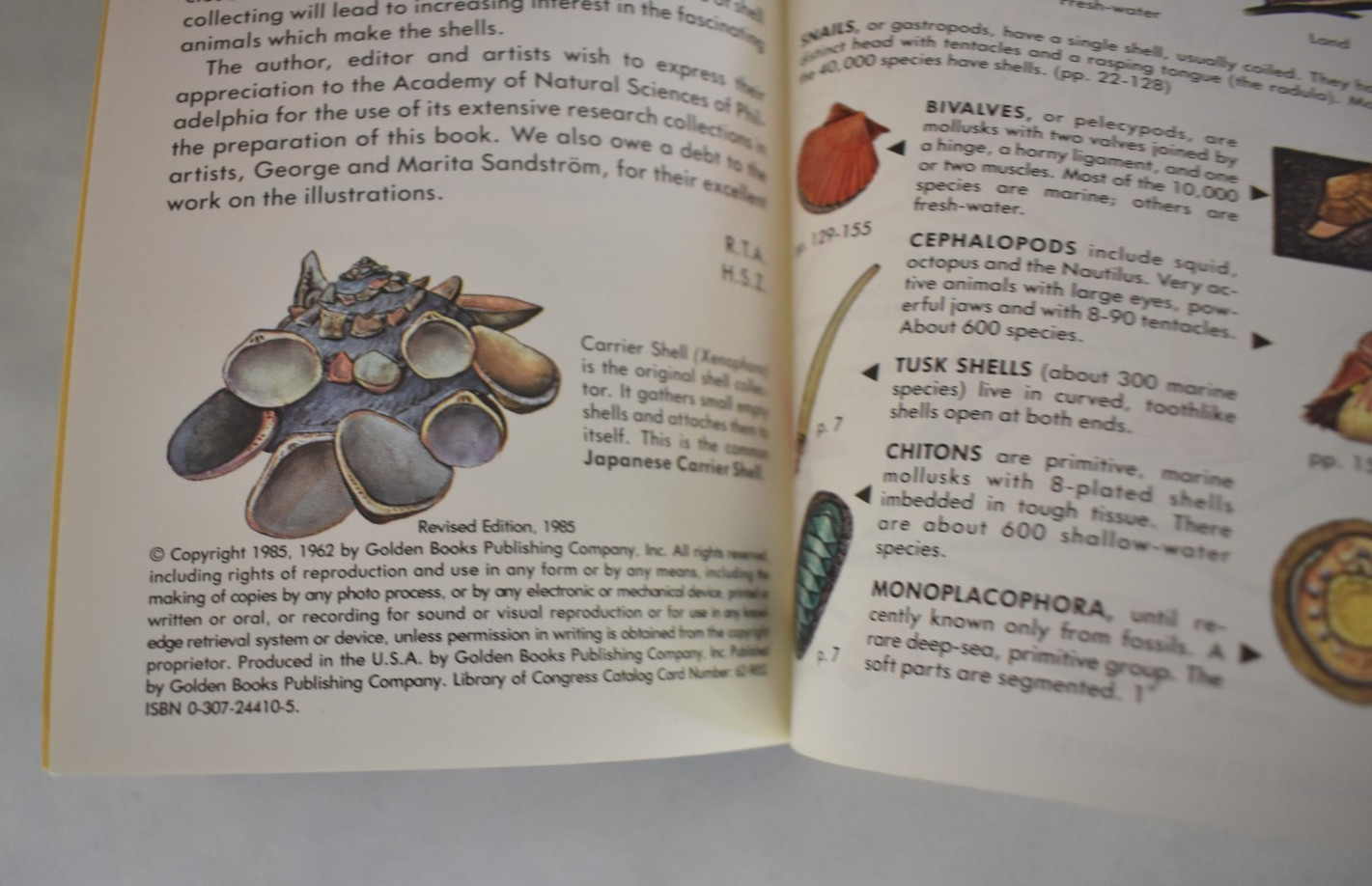 Lot of 2 Golden Guide Seashells of North America the World Vintage 1980s Color