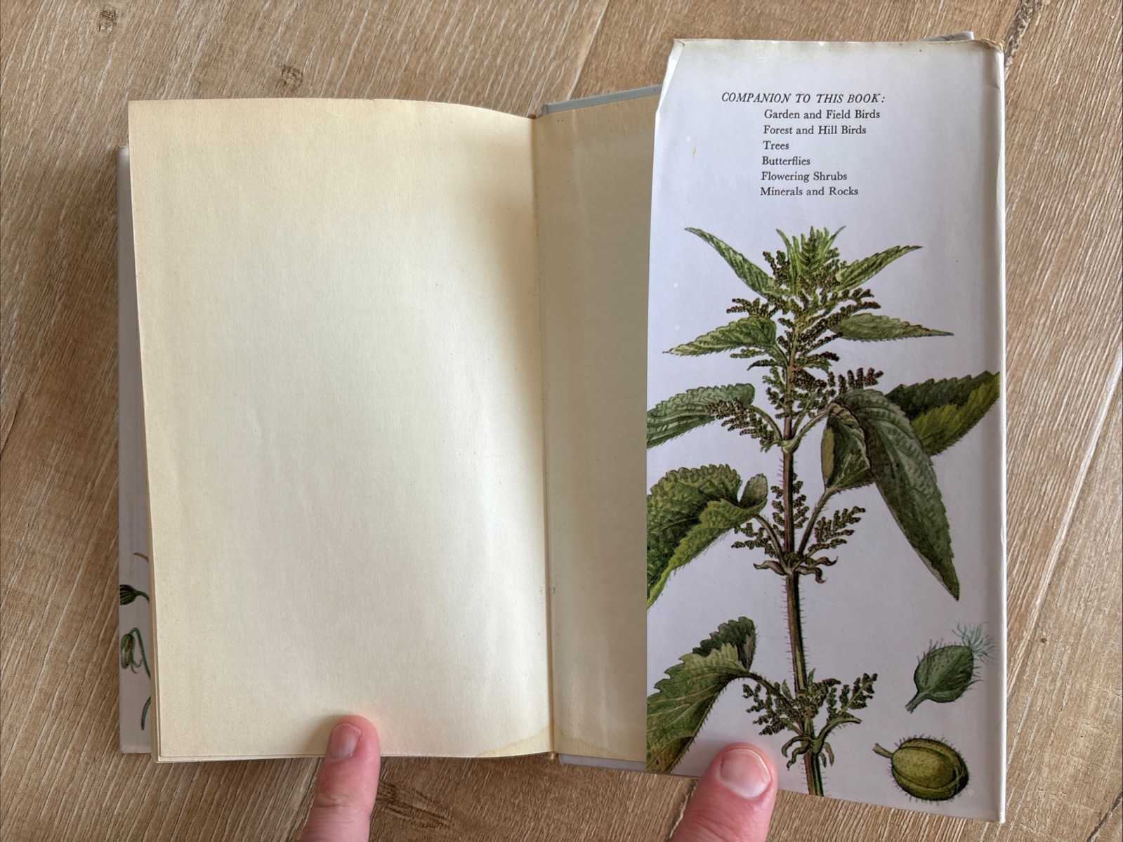 WILD FLOWERS FERNS AND GRASSES Bohumil Slavik 1975 HCDJ Octopus Czech Guide Vtg