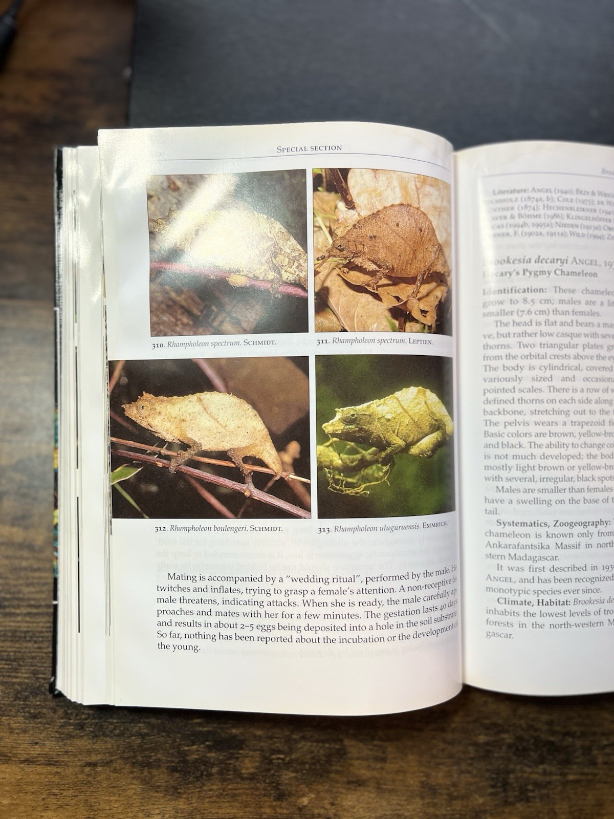 Chameleons : Nature&rsquo;s Hidden Jewels by Petr Necas (Hardcover) First Edition S2
