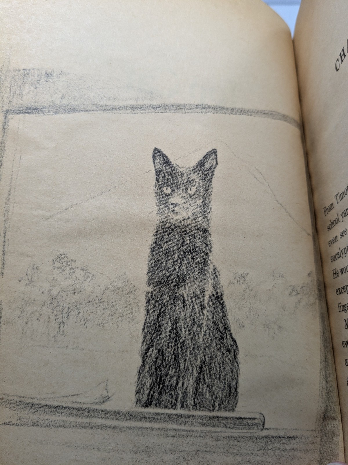 Top Cat by Mary Francis Shura Vintage Paperback Book Children&rsquo;s Illustrated