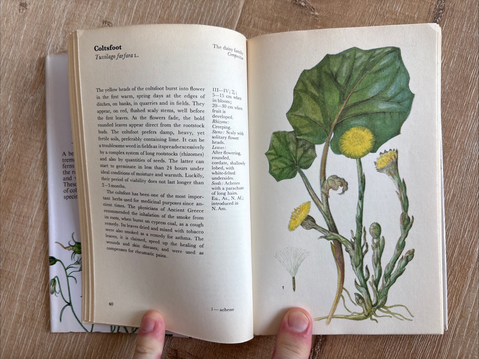 WILD FLOWERS FERNS AND GRASSES Bohumil Slavik 1975 HCDJ Octopus Czech Guide Vtg