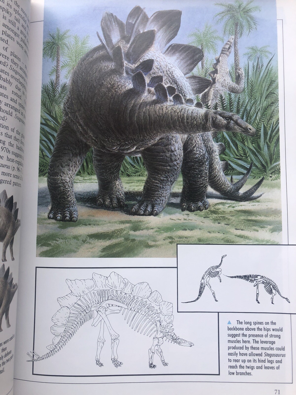 Illustrated Dinosaur Encyclopedia by Dougal Dixon (1988, Hardcover)