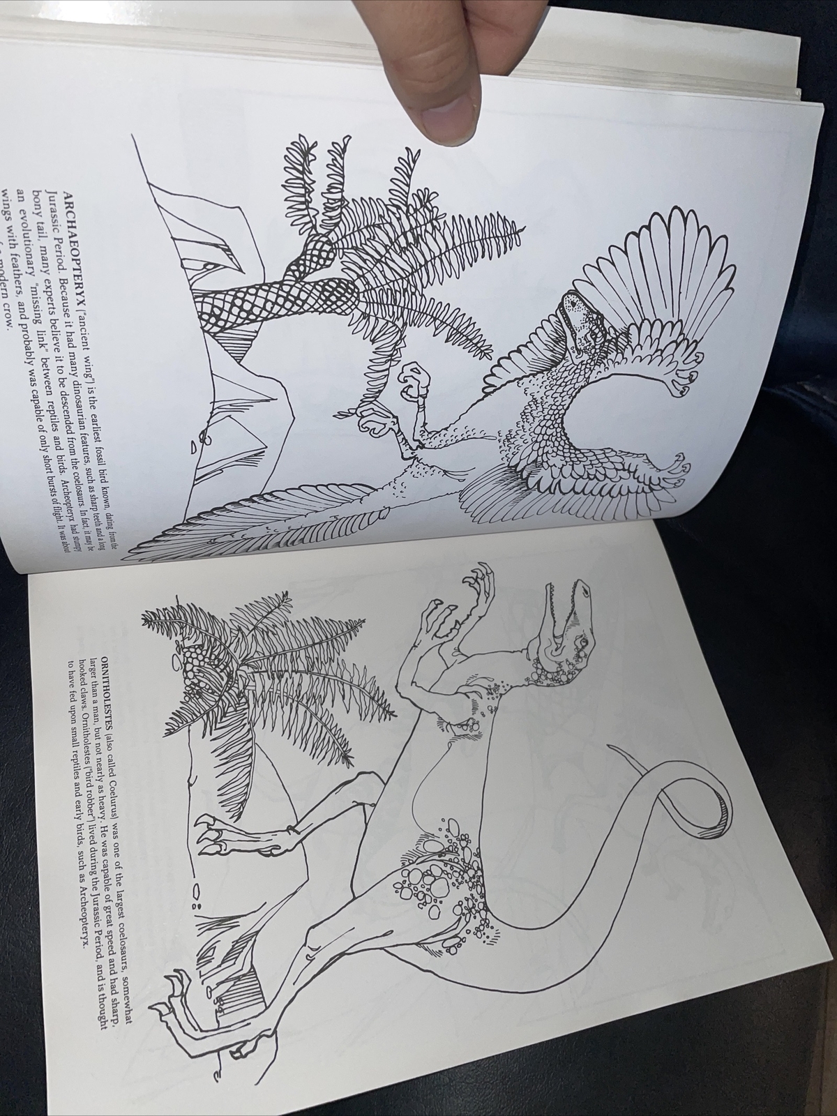 Dinosaur Coloring Book (Dover Nature Coloring Book) by Anthony Rao 90% Uncolored