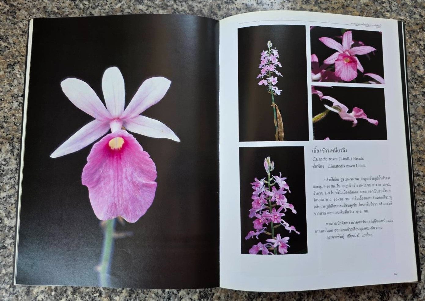 Hardcover book featuring all  » Thai orchids.  » ( Hardcover)