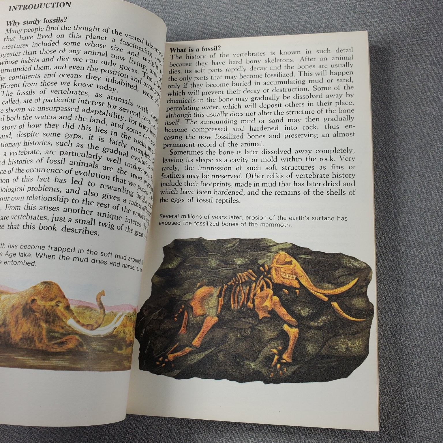 Prehistoric Animals Barry Cox 1970 Paperback Illustrated Bantam Books