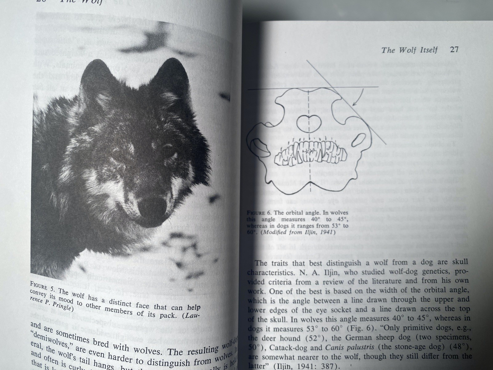 THE WOLF Ecology Behavior of an ENDANGERED SPECIES by L. David Mech SIGNED
