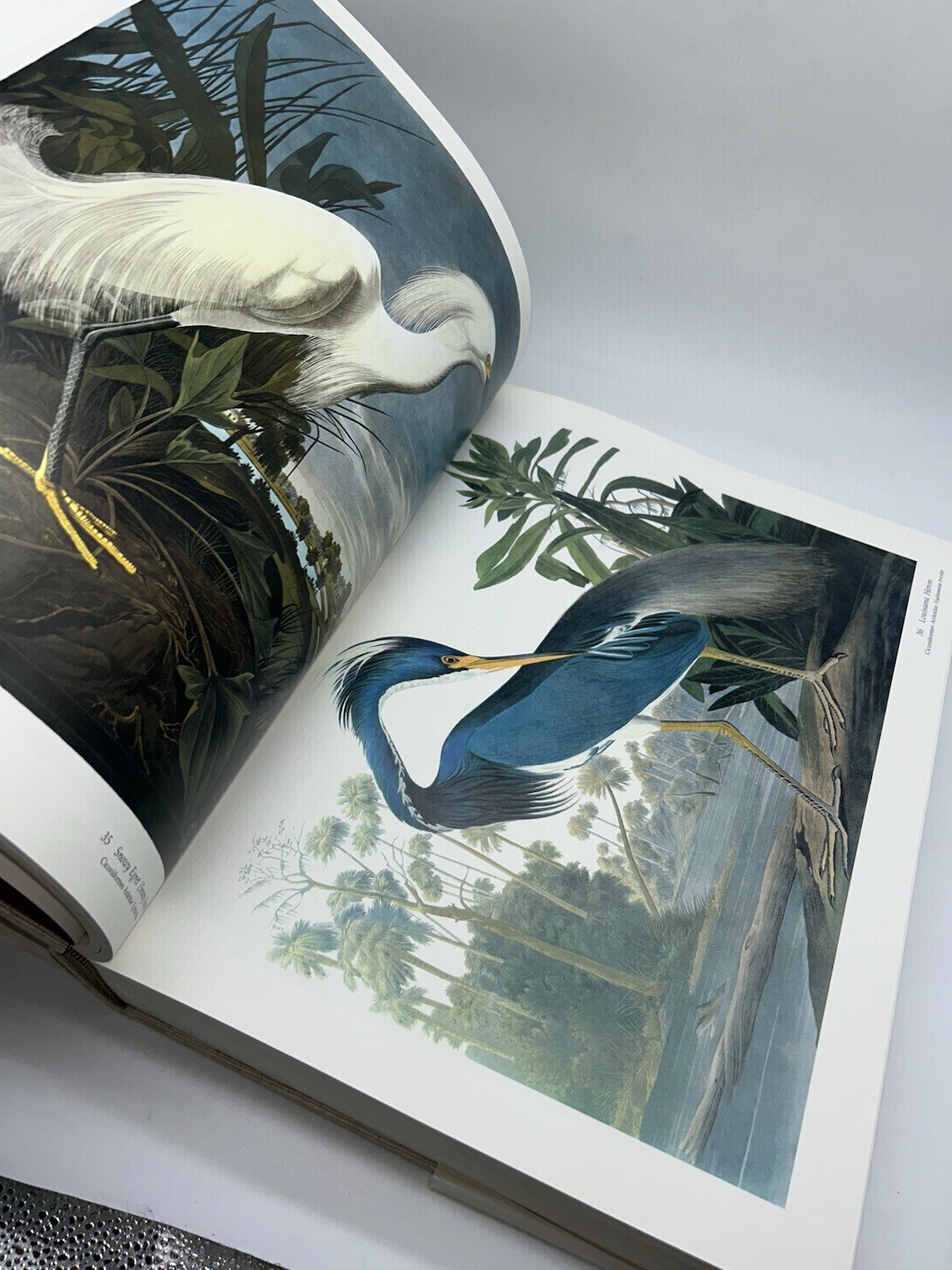 Audubon&rsquo;s Birds of America Peterson Harrison House Audubon Society 435 Pgs 5B
