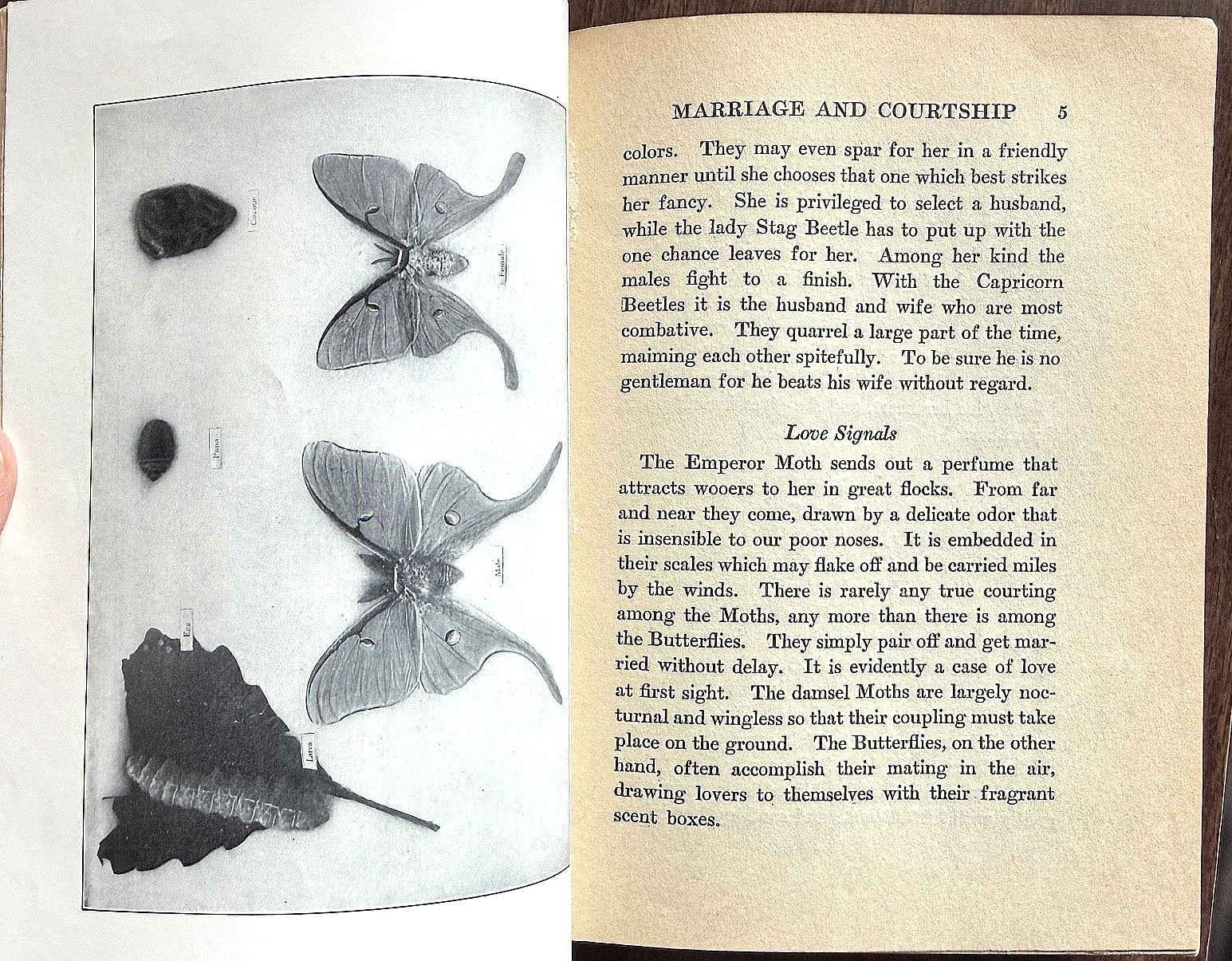 1924 1st Ed PERSONALITY of INSECTS by R. Dixon & B. Eddy HB/247pp/ILLUSTRATED