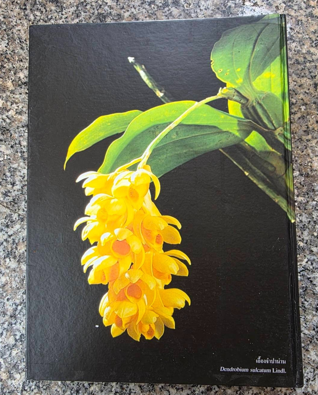 Hardcover book featuring all  » Thai orchids.  » ( Hardcover)