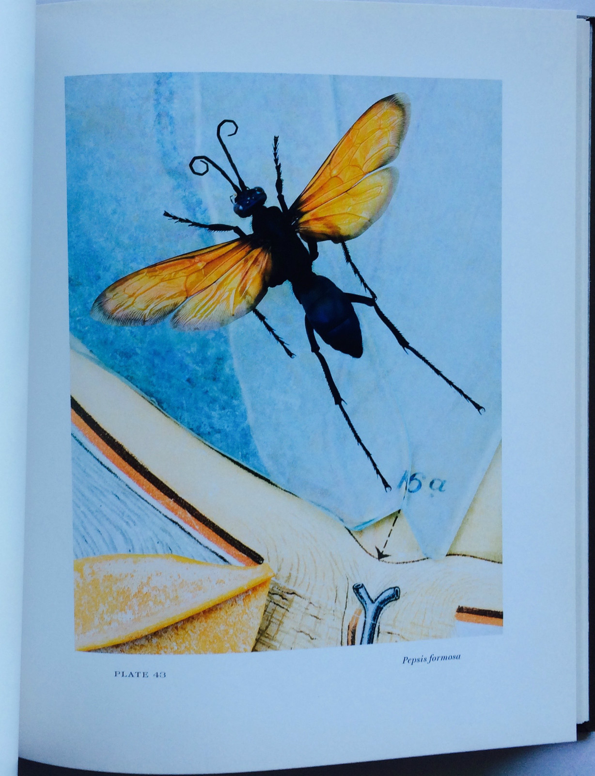 2008 THEATER of INSECTS Jo Whaley hb/128pp/ART – BUTTERFLIES – INSECTS – UNIQUE