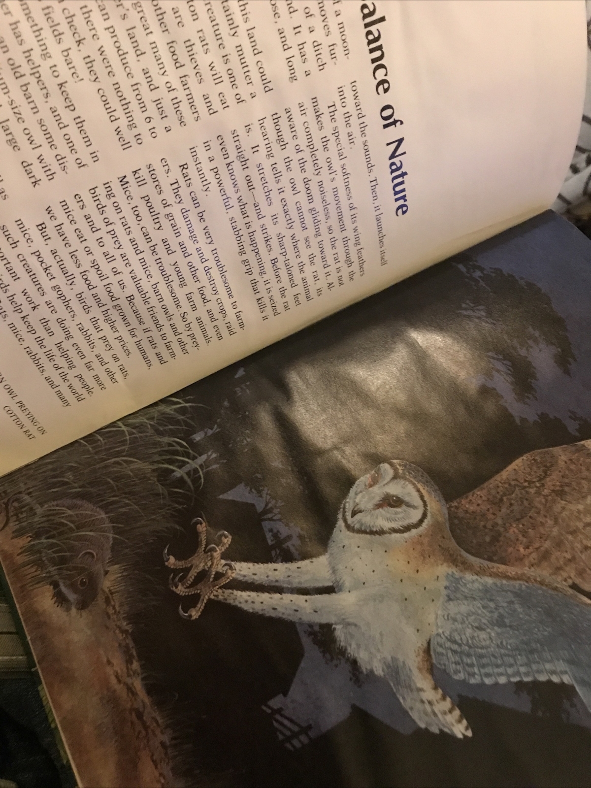 Album of Birds by Tom McGowen, Rod Ruth – Drawings & Color Illustration￼￼￼￼s