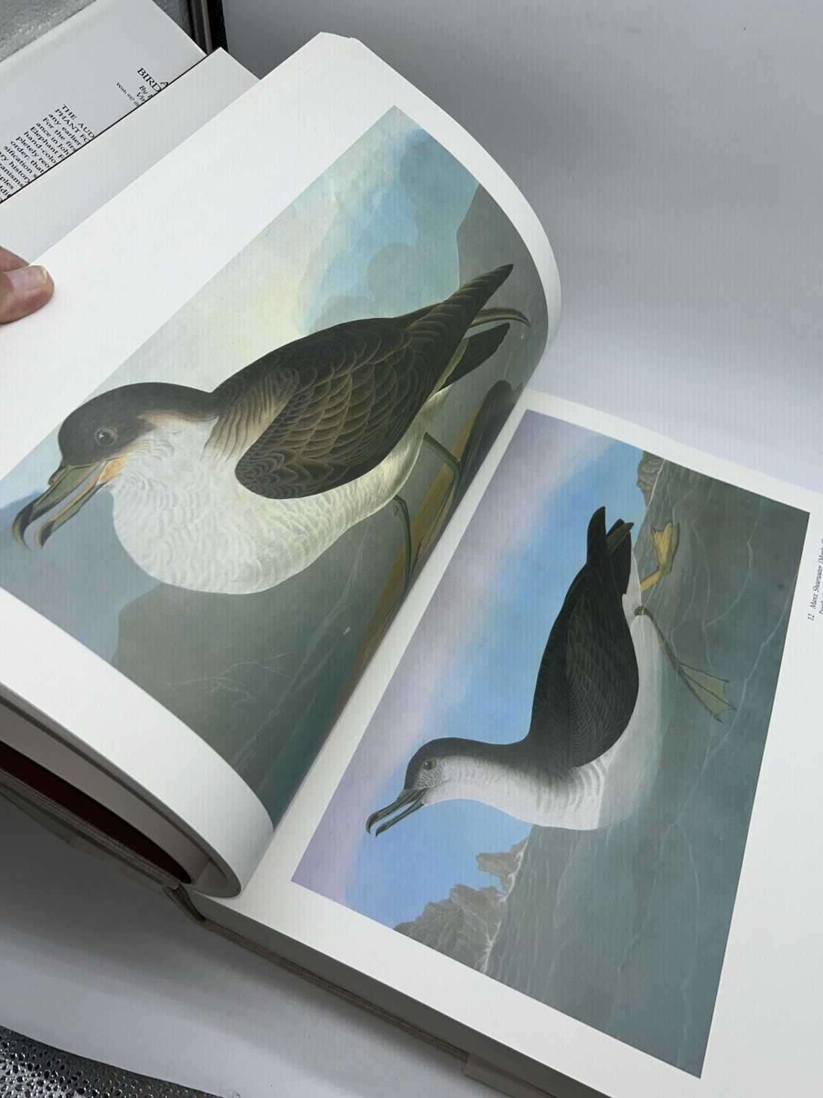 Audubon&rsquo;s Birds of America Peterson Harrison House Audubon Society 435 Pgs 5B
