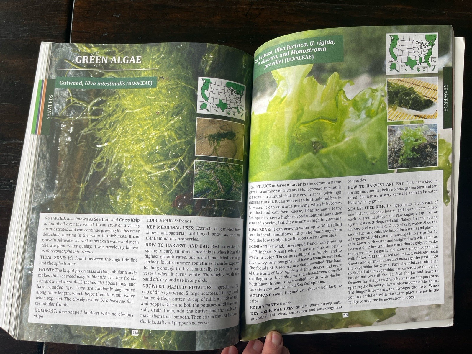 The Forager&rsquo;s Guide to Wild Foods North American Edition by Nicole Apelian