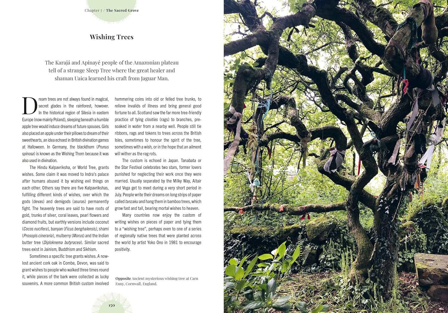 Witch&rsquo;s Forest: Trees in magic, folklore and traditional remedies (Royal Botanic