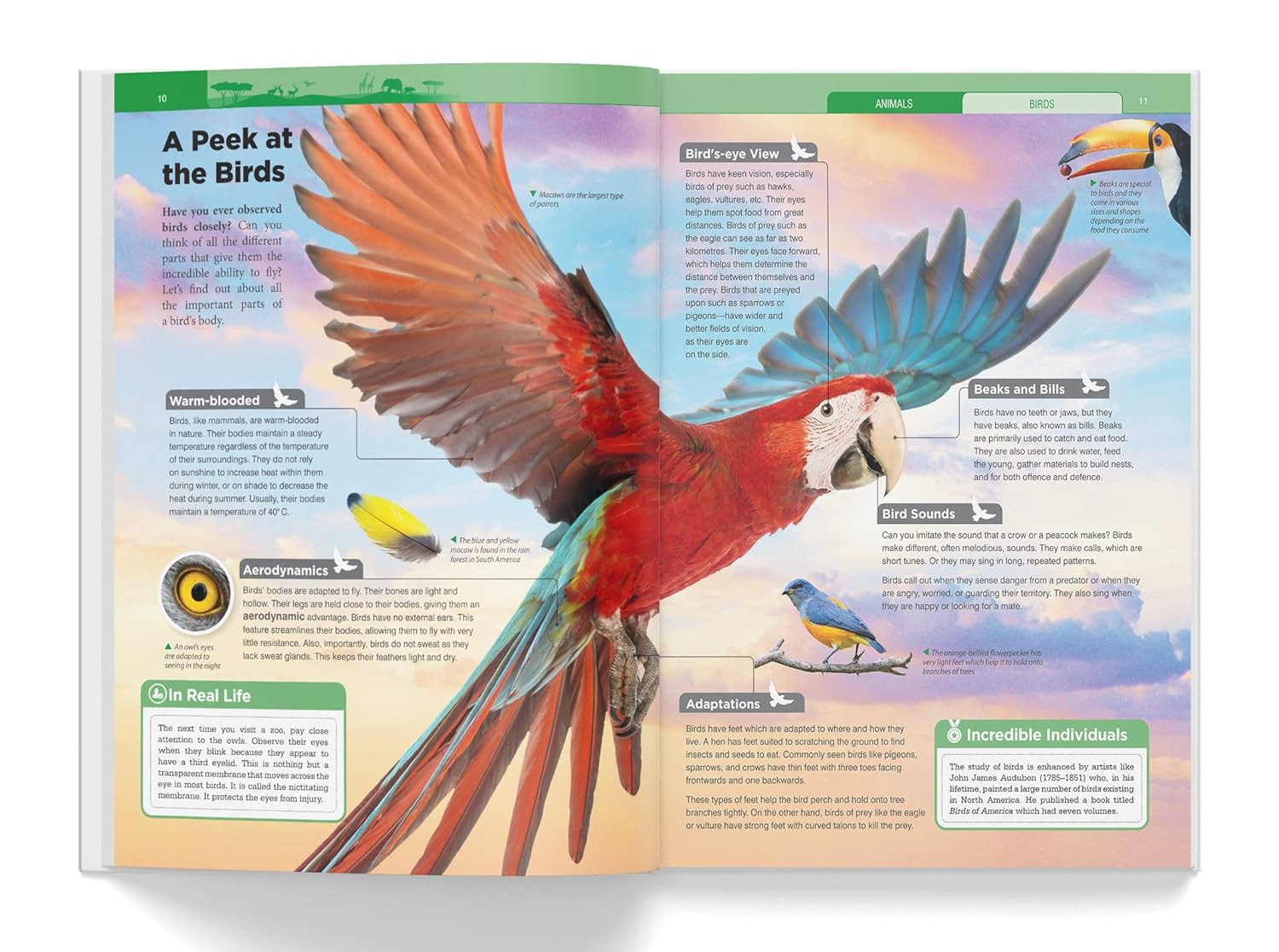 Knowledge Encyclopedia – Boxset of 8 Books for Children (Knowledge Encyclopedia