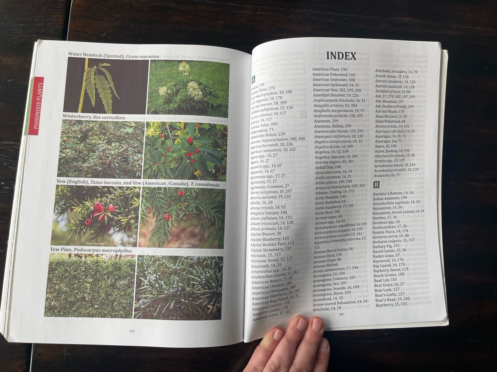 The Forager&rsquo;s Guide to Wild Foods North American Edition by Nicole Apelian